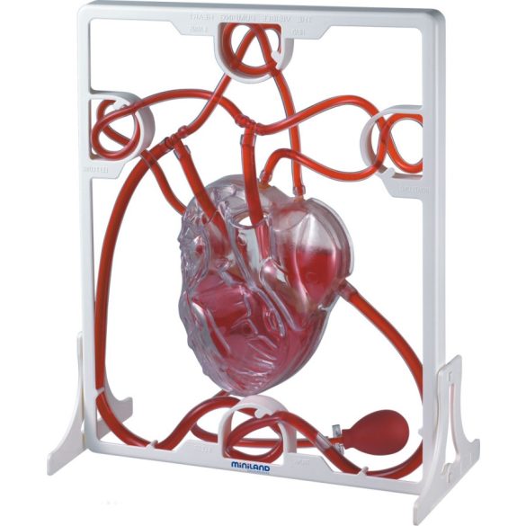 Emberi szív 3D-s modellje